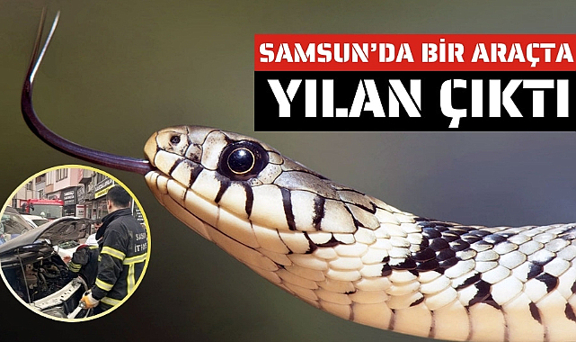 Bafra'da araç motoruna giren yılan çıkarıldı