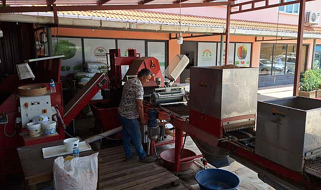 Bafra Ovası'nda kışlık sebze üretimi için hazırlıklar başladı