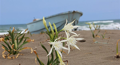 Beyaz zambakların sessiz güzelliği