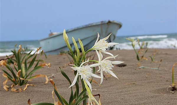Beyaz zambakların sessiz güzelliği
