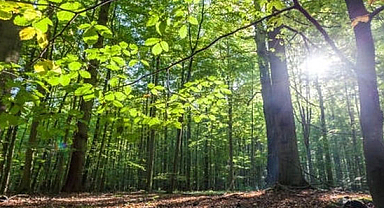 Bu şehirde ormanlık alanlara giriş ve çıkışlar yasaklandı