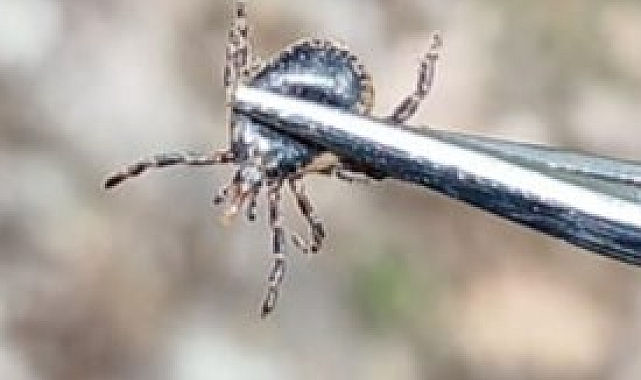 Çankırı'da kene can aldı