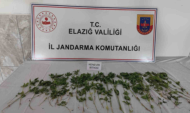 Deprem çadırının bahçesine uyuşturucu ektiler