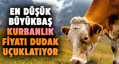 En düşük büyükbaş kurbanlık fiyatı dudak uçuklatıyor