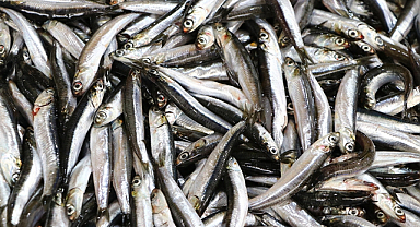 En fazla hamsi avlandı