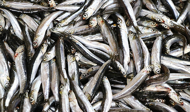 En fazla hamsi avlandı