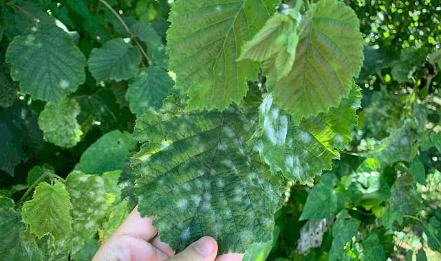 Fındıkta külleme tehlikesi sürüyor