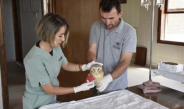 Hayvanlar büyükşehir şefkatiyle şifa bulacak