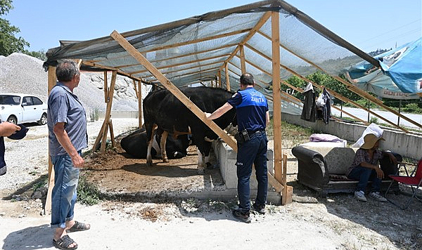 İlkadım Belediye zabıtası kurban denetimlerini arttırdı