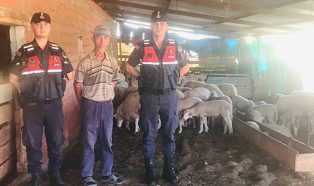 Jandarma kaybolan koyunları dron ile buldu