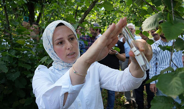 Kahverengi kokarca için 14 bin ‘samuray arısı' doğaya salındı