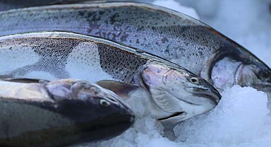 Karadeniz’de somon ihracatı yüzde 45 arttı