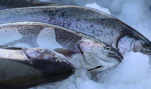 Karadeniz’de somon ihracatı yüzde 45 arttı