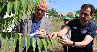Karadeniz'i kahverengi kokarcadan samuray arılar koruyacak