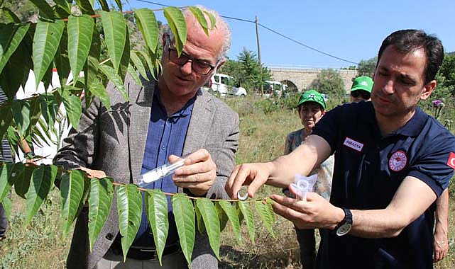 Karadeniz'i kahverengi kokarcadan samuray arılar koruyacak