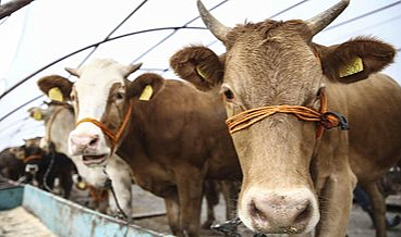 Kayıt dışı kurbanlık alanların tazminat hakkı kurban olabilir
