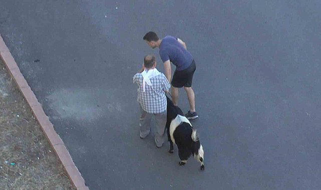 Konya'da firari kurbanlık kovalamaca ile yakalandı