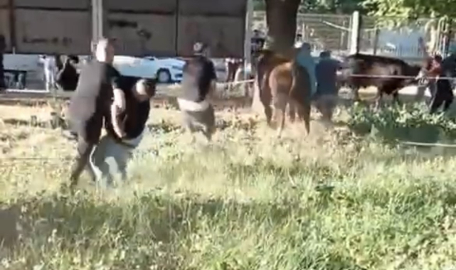 Kurbanlık dana kaçtı! 5 kişi zapt etmeye çalıştı