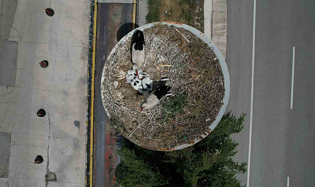 "Leylek Apartmanı" sakinleri yuvalarına döndü