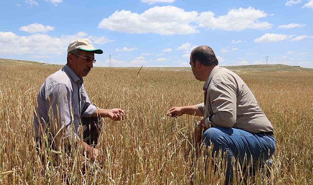 Nevşehir'de dolu yağışından 40 bin dekar alan zarar gördü