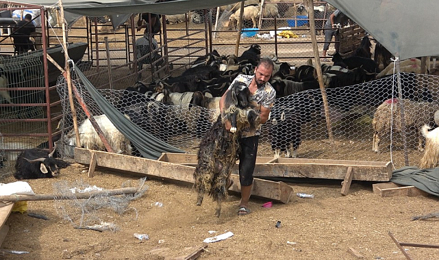 Otomobil hayvan pazarına girdi kurbanlık hayvanlar telef oldu