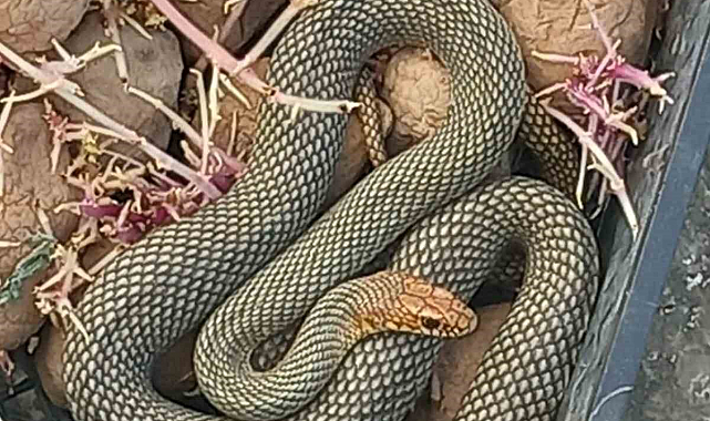 Patates kasasına giren yılan doğaya salındı