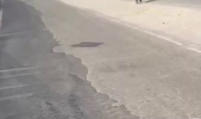 Polis, suçluyu yakalamak için değil, hayat kurtarmak için koştu