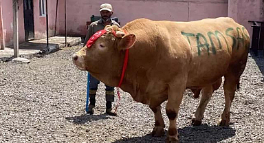 'Şahmurat' 300 bin liraya satıldı