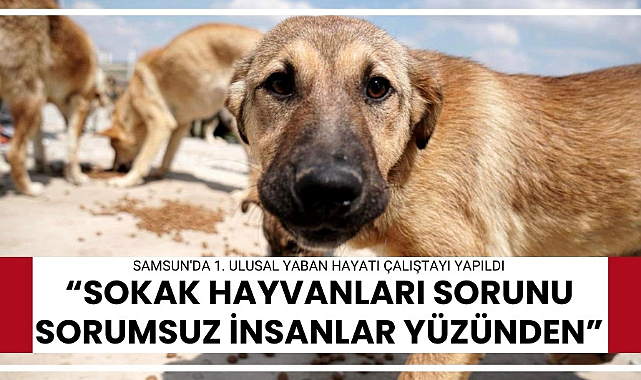 Samsun'da 1. Ulusal Yaban Hayatı Çalıştayı yapıldı 'Sokak hayvanları sorunu sorumsuz insanlar yüzünden'