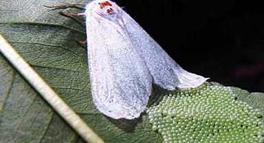 Samsun'da Amerikan beyaz kelebeği ile mücadele