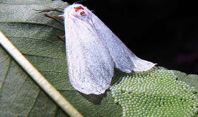 Samsun'da Amerikan beyaz kelebeği ile mücadele
