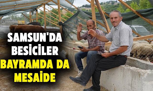 Samsun'da besiciler bayramda da mesaide