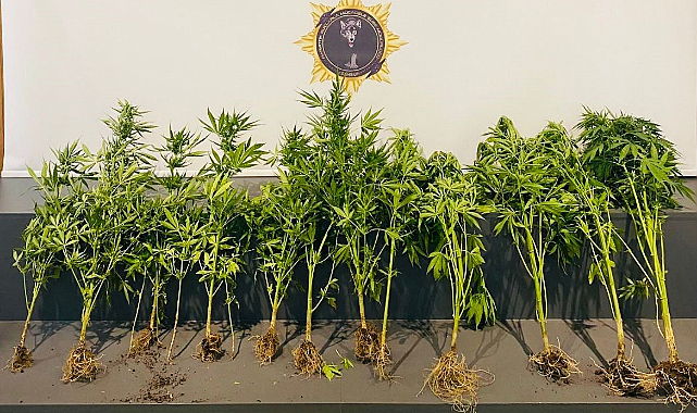 Samsun'da bir kişide ruhsatsız tabanca ve kenevir yakalandı