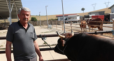 Samsun'da damızlıkların kurbanlık yapılmaması uyarısı