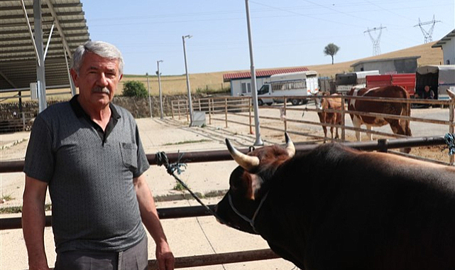 Samsun'da damızlıkların kurbanlık yapılmaması uyarısı
