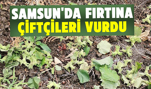 Samsun'da fırtına çiftçileri vurdu