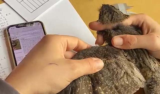 Samsun'da göçmen kuşların gizemli yolculuğu