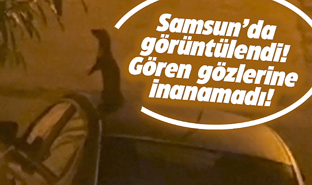 Samsun'da gören gözlerine inanamadı! Nesli tükenme tehlikesi olan sansar görüntülendi