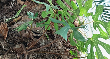 Samsun'da ilginç doğa olayı palmiye ağacında incir fidanı yetişti