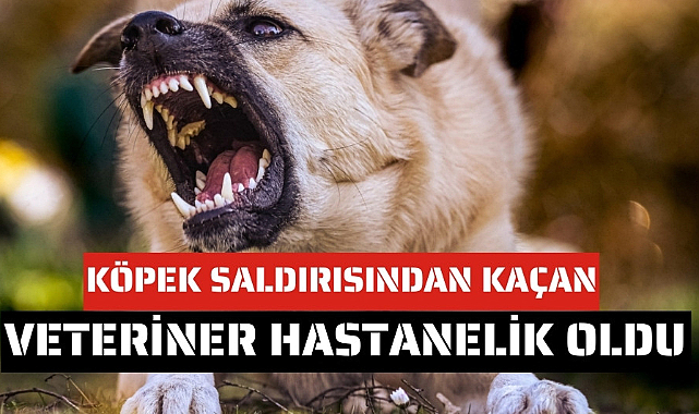 Samsun'da köpekten kaçmaya çalışırken yaralandı   