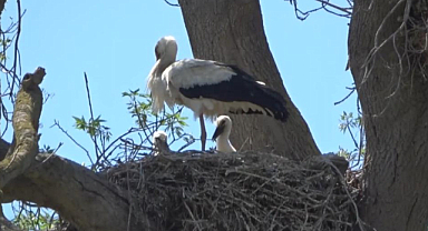 Samsun'da leylekler yavrularını büyütüyor