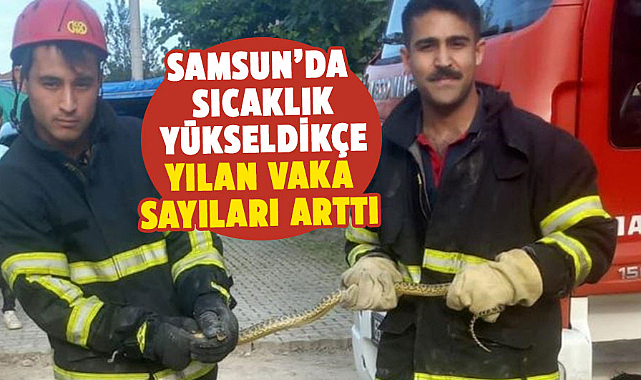 Samsun’da sıcaklık yükseldikçe yılan vaka sayıları arttı