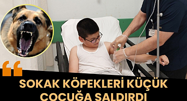 Samsun'da sokak köpekleri küçük çocuğa saldırdı