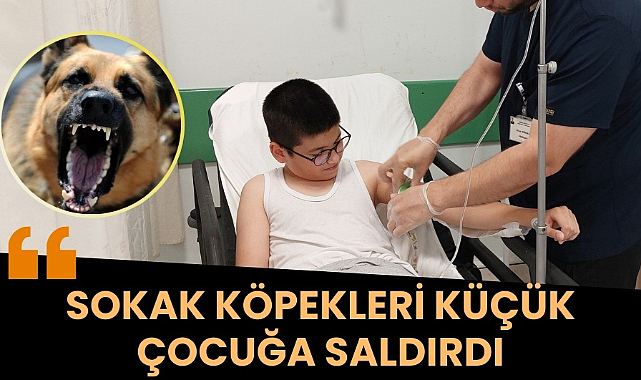 Samsun'da sokak köpekleri küçük çocuğa saldırdı