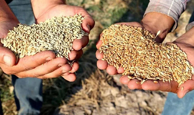 Samsun'da TMO’nun buğday ve arpa teslimi detayları açıklandı