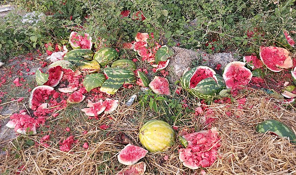 Samsun'da yol kenarına atılan karpuzlar dikkat çekti 