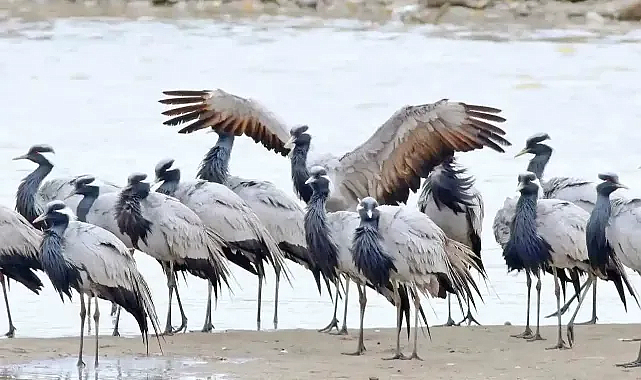 Samsun dahil 12 ilde nesli tehlike altındaki turnalara sıkı takip