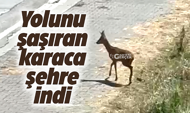 Samsun'un Atakum ilçesinde yolunu şaşıran karaca şehre indi