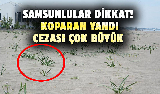 Samsunlular dikkat! Kum zambağını koparan yandı cezası çok büyük