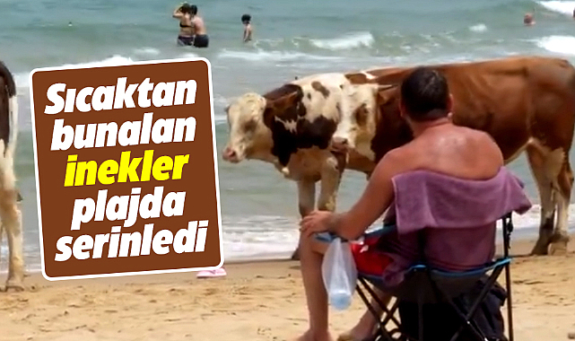 Sıcaktan bunalan inekler plajda serinledi! Gören gözlerine inanamadı